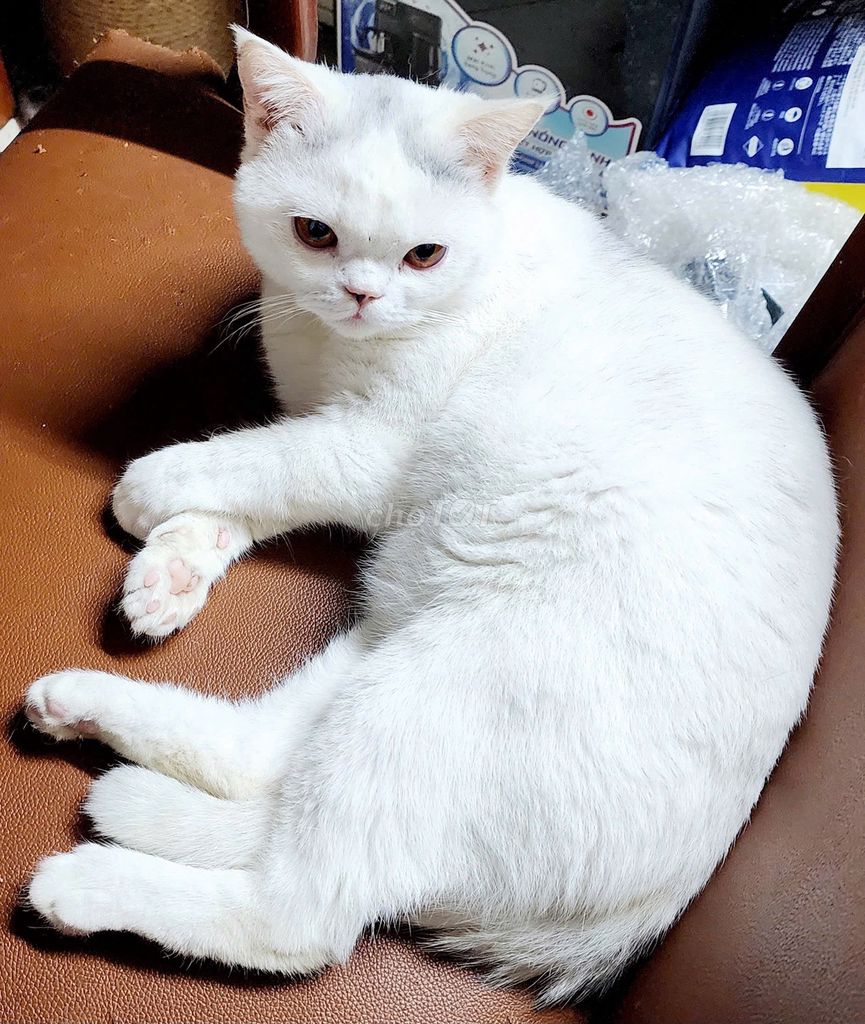 Mèo Anh lông ngắn Trắng dưới 1 tuổi. Mua bán Mèo tại Quận Ba Đình Hà Nội được đăng bởi CM SK hình 1