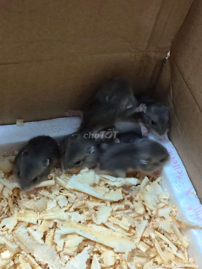 Chuột hamster sóc. Mua bán Thú cưng khác tại Huyện Bình Chánh Tp Hồ Chí Minh được đăng bởi Nguyễn Mai hình 1