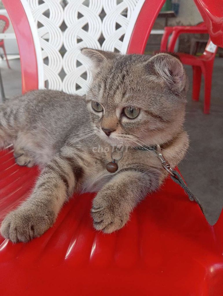 Mèo Anh lông ngắn nhiều màu. Mua bán Mèo tại Thành phố Bến Tre Bến Tre được đăng bởi Giangle hình 1
