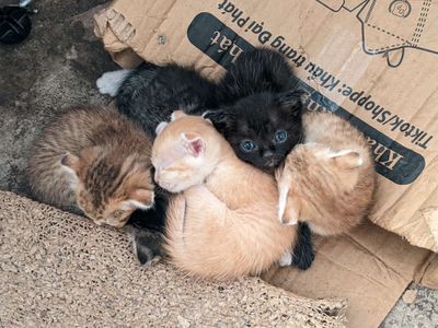 Mèo ALD cái 1.5-2 tuổi