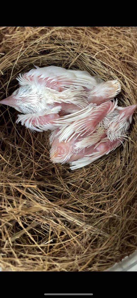 1 đôi Chim chào mào bạch non. Mua bán Chim tại Huyện Quỳnh Phụ Thái Bình được đăng bởi người lạ hình 1