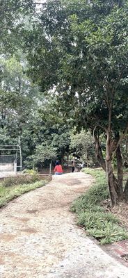Plot of land 690.1 m² · thung lãm