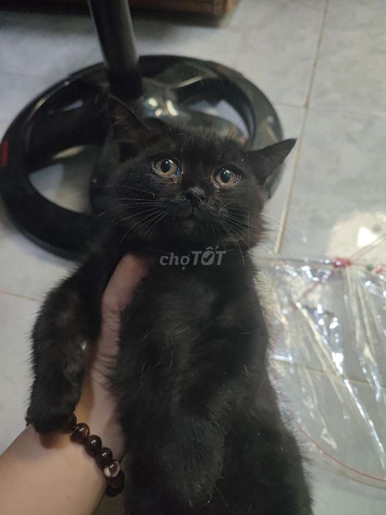 gả mèo anh lông ngắn. Mua bán Mèo tại Thành phố Thủ Đức Tp Hồ Chí Minh được đăng bởi Gia Hân hình 1