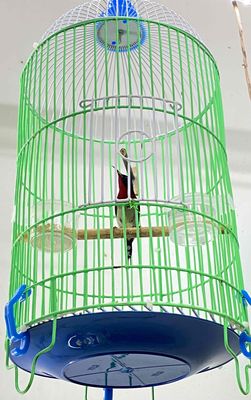 full bộ hút mật đuôi chẻ dạn đẹp. Mua bán Chim tại Quận 12 Tp Hồ Chí Minh được đăng bởi Triển