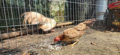 Không có thời gian nuôi , nhượng lại cho a.e nào. Mua bán Gà tại Huyện Hưng Hà Thái Bình được đăng bởi Qúy Tử Nhà Nông