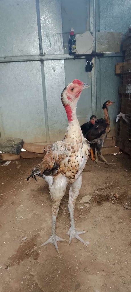Gà trống hơn 5 tháng. Mua bán Gà tại Huyện Chương Mỹ Hà Nội được đăng bởi Sơn hình 1