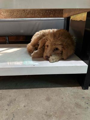 Chó Poodle F1 đực màu Nâu vàng. Mua bán Chó tại Huyện Ba Tri Bến Tre được đăng bởi Kimm Tâm