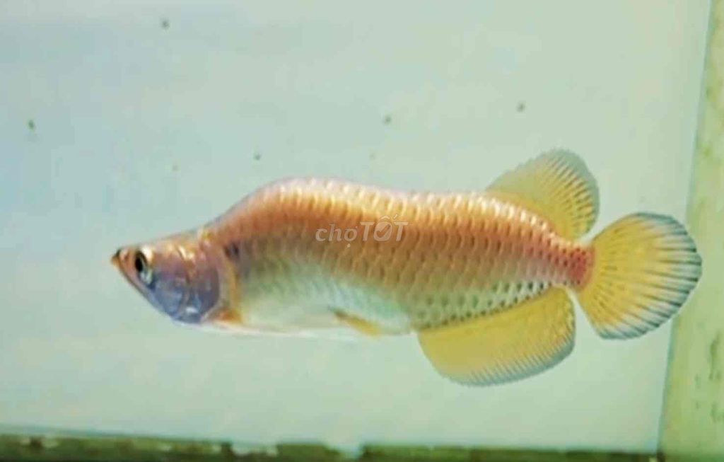 Cá rồng kim long úc king short đuôi to size 20cm. Mua bán Thú cưng khác tại Quận Tân Bình Tp Hồ Chí Minh được đăng bởi Duy Fish hình 1