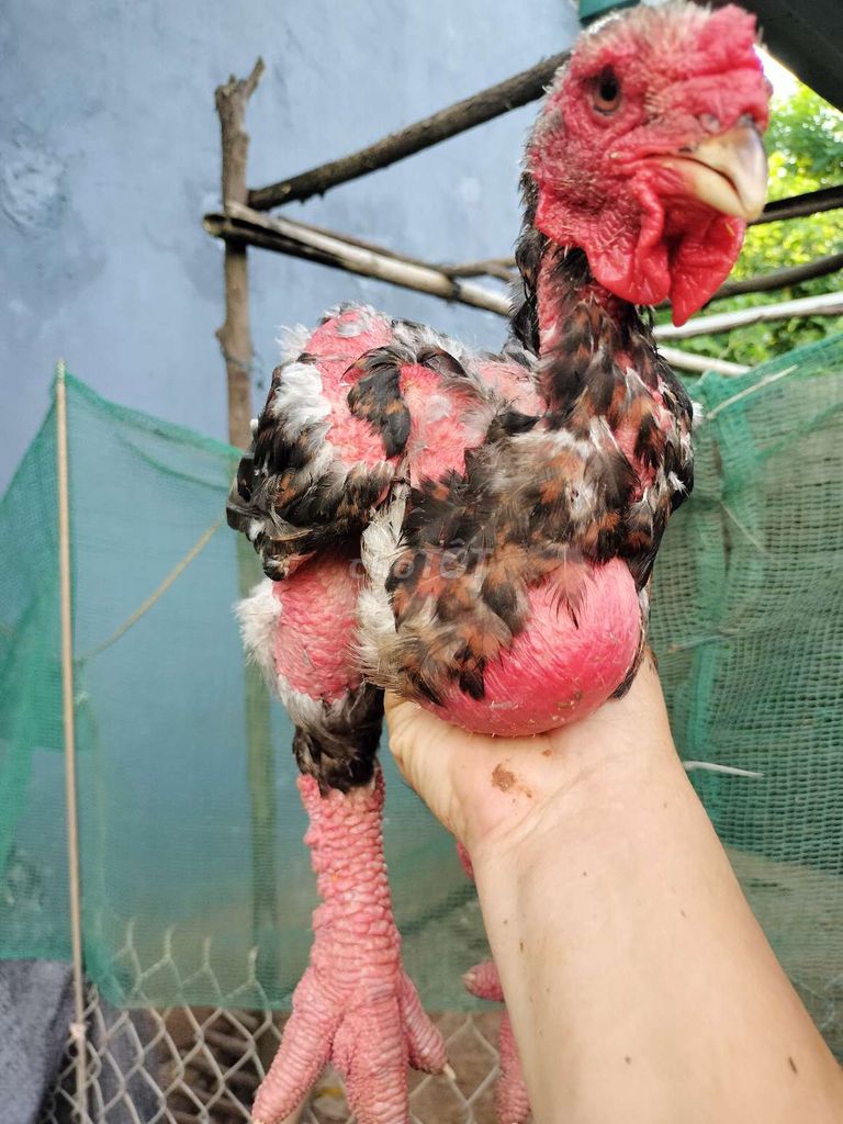 Gà Đông Tảo F1 2 kg Gà choai. Mua bán Gà tại Huyện Quốc Oai Hà Nội được đăng bởi gà đông tảo  hình 1