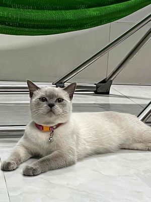 Cần tìm nhà mới cho bé mèo Xiêm ạ