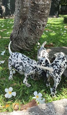 Bán những bé Chó Đốm Thuần Chủng cực đẹp như hình