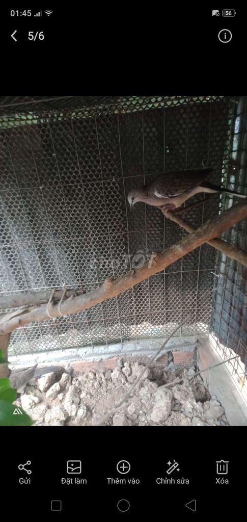Chim Cu Malay 2 tháng tuổi. Mua bán Chim tại Huyện Mang Thít Vĩnh Long được đăng bởi Tên chưa cung cấp hình 1