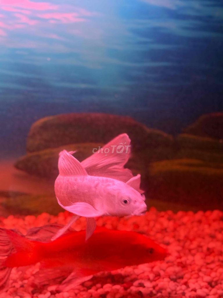 cá chép đuôi dài đẹp 9 con. Mua bán Thú cưng khác tại Quận 5 Tp Hồ Chí Minh được đăng bởi Hoàng Quí Nguyễn hình 1