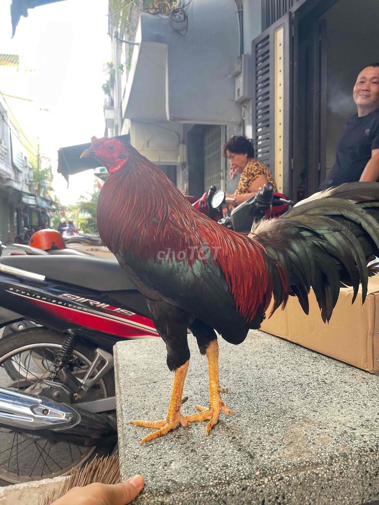 Que siu mỹ ăn độ. Mua bán Gà tại Quận 6 Tp Hồ Chí Minh được đăng bởi Ha Thanh Danh hình 1