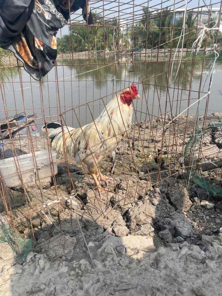 Gà Trống Trắng 3.1kg. Mua bán Gà tại Thành phố Thủ Đức Tp Hồ Chí Minh được đăng bởi nn hình 1