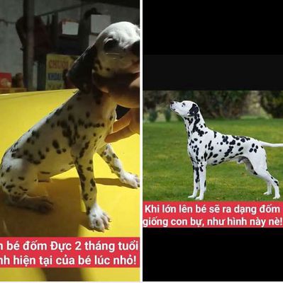 Ai thích kiểu Chó Đốm - như hình minh hoạ hôn