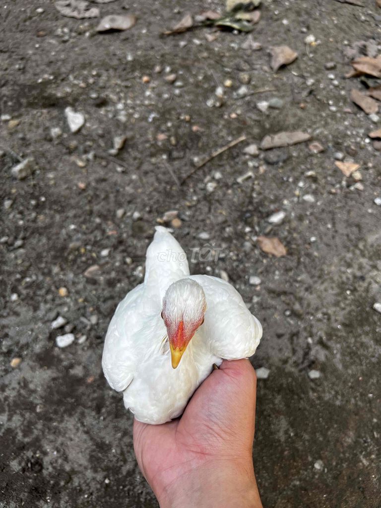 Gà tre mái nhạn bắc tít sắp so. Mua bán Gà tại Huyện Thuận Thành Bắc Ninh được đăng bởi Nguyễn Duy Thảo hình 4