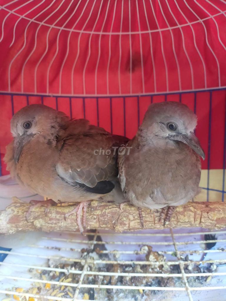 gáy non đẹp chuẩn đôi. Mua bán Chim tại Quận Bắc Từ Liêm Hà Nội được đăng bởi Việt Tùng hình 1