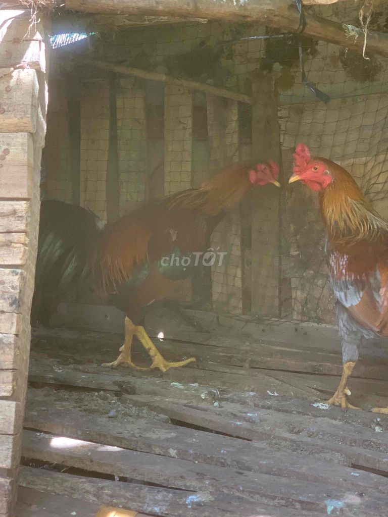 ga còn to 2kg7. Mua bán Gà tại Thành phố Vũng Tàu Bà Rịa - Vũng Tàu được đăng bởi ga viet hình 1