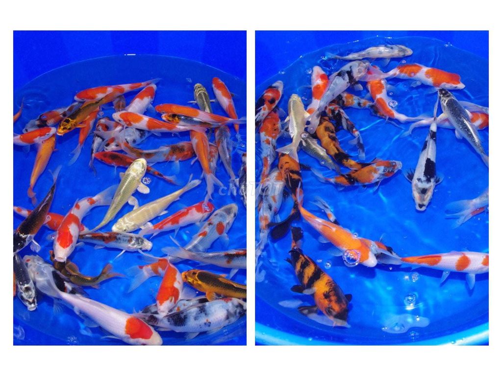 Cá chép Koi đa sắc và chép phi tần BMT. Mua bán Thú cưng khác tại Thành phố Buôn Ma Thuột Đắk Lắk được đăng bởi Cá Cảnh Bá Phong BMT hình 1