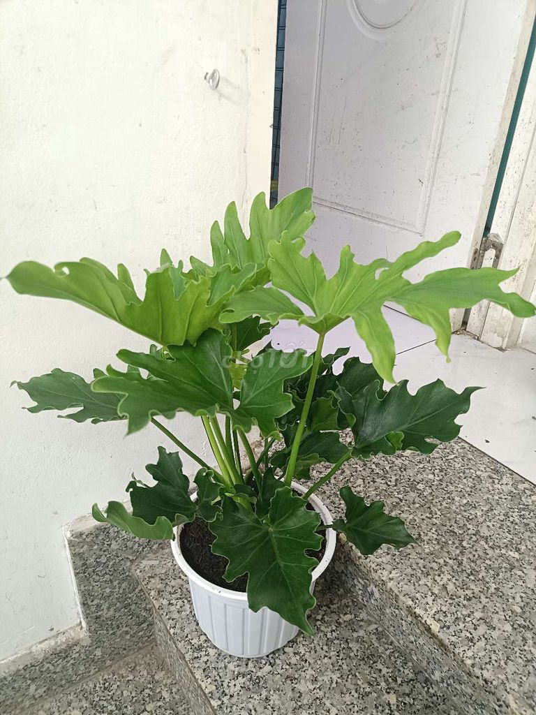 Cây cảnh Trầu bà Thanh Xuân. Mua bán Cây cảnh, đồ trang trí tại Quận 8 Tp Hồ Chí Minh được đăng bởi sunshine  hình 1