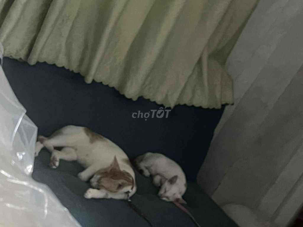 Tìm nhà mới cho các bé mèo. Mua bán Mèo tại Huyện Nhà Bè Tp Hồ Chí Minh được đăng bởi Hải Ly hình 1
