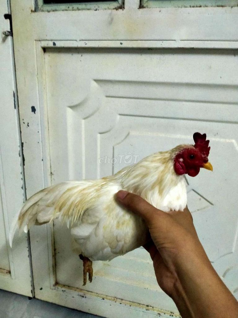 Gà tre bắc nhạn. Mua bán Gà tại Huyện Thới Lai Cần Thơ được đăng bởi Cáo hình 1