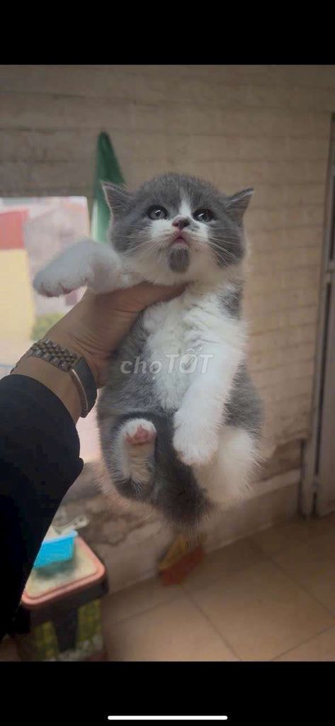 Mèo Anh lông ngắn Xám xanh 2 tháng đã tiêm. Mua bán Mèo tại Quận Bình Tân Tp Hồ Chí Minh được đăng bởi Chó mèo cảnh miền nam hình 1