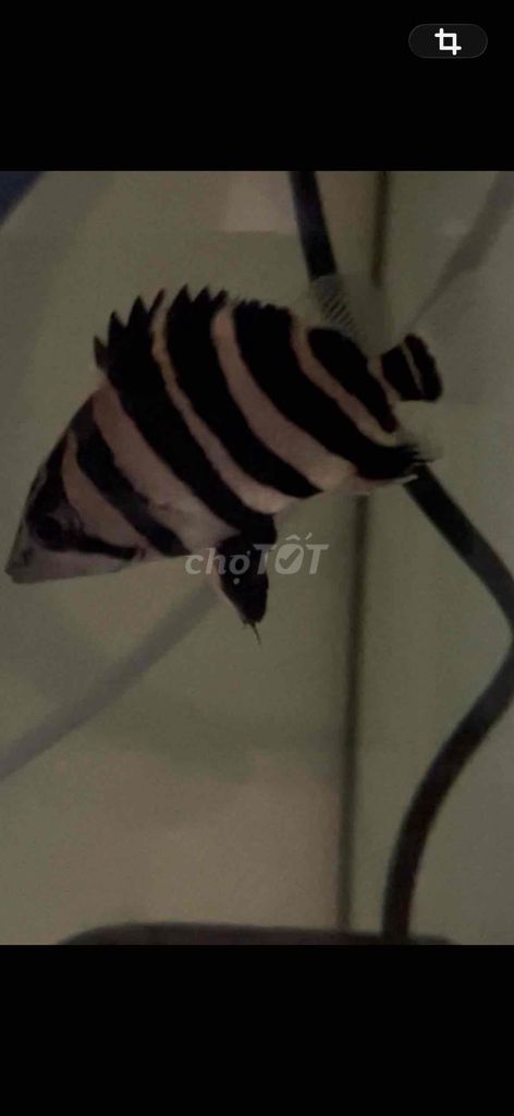 Cá hổ Sumatra size 5-6 sọc đen trắng. Mua bán Thú cưng khác tại Quận Bình Thạnh Tp Hồ Chí Minh được đăng bởi Trung hình 1