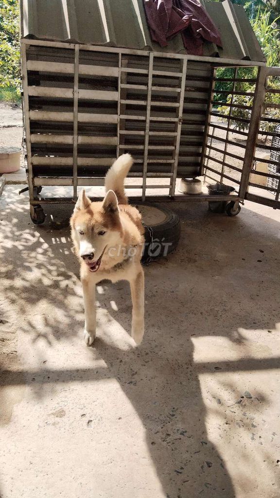 husky đực. Mua bán Chó tại Thành phố Bà Rịa Bà Rịa - Vũng Tàu được đăng bởi thuy tran hình 1