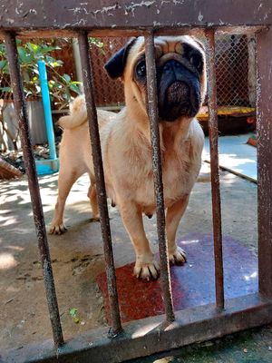 Bé Pug Khôn Ngoan. Mua bán Chó tại Thành phố Biên Hòa Đồng Nai được đăng bởi Phước Minh