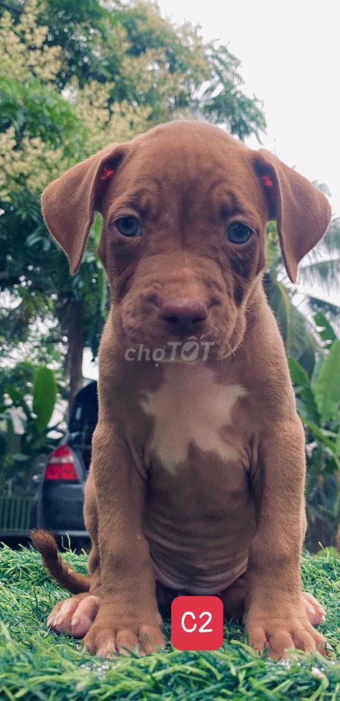 Chó Banpit đực. Mua bán Chó tại Thành phố Thanh Hóa Thanh Hóa được đăng bởi Thú cưng Tuấn Tới  hình 1