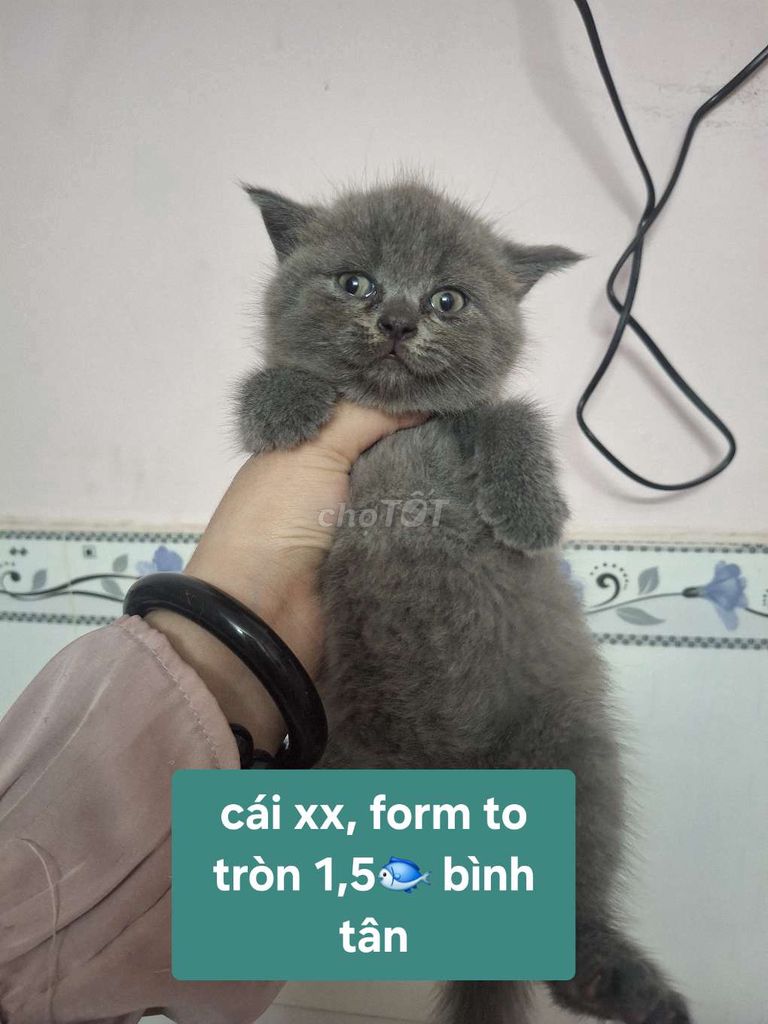 ALN BICOLOR, TUXEDO chân lùn, cao. Mua bán Mèo tại Quận Bình Tân Tp Hồ Chí Minh được đăng bởi Petmeomeo hình 1
