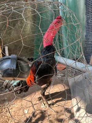 Gà tơ Đen Đỏ Đực. Mua bán Gà tại Thành phố Dĩ An Bình Dương được đăng bởi NGUYỄN KHẮC SÁNG