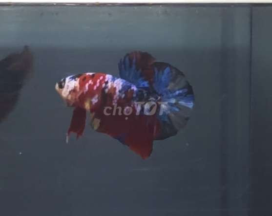 Cá Betta Metalic 3.5cm Đa màu. Mua bán Thú cưng khác tại Quận Bình Tân Tp Hồ Chí Minh được đăng bởi Thiện cảnh betta hình 1