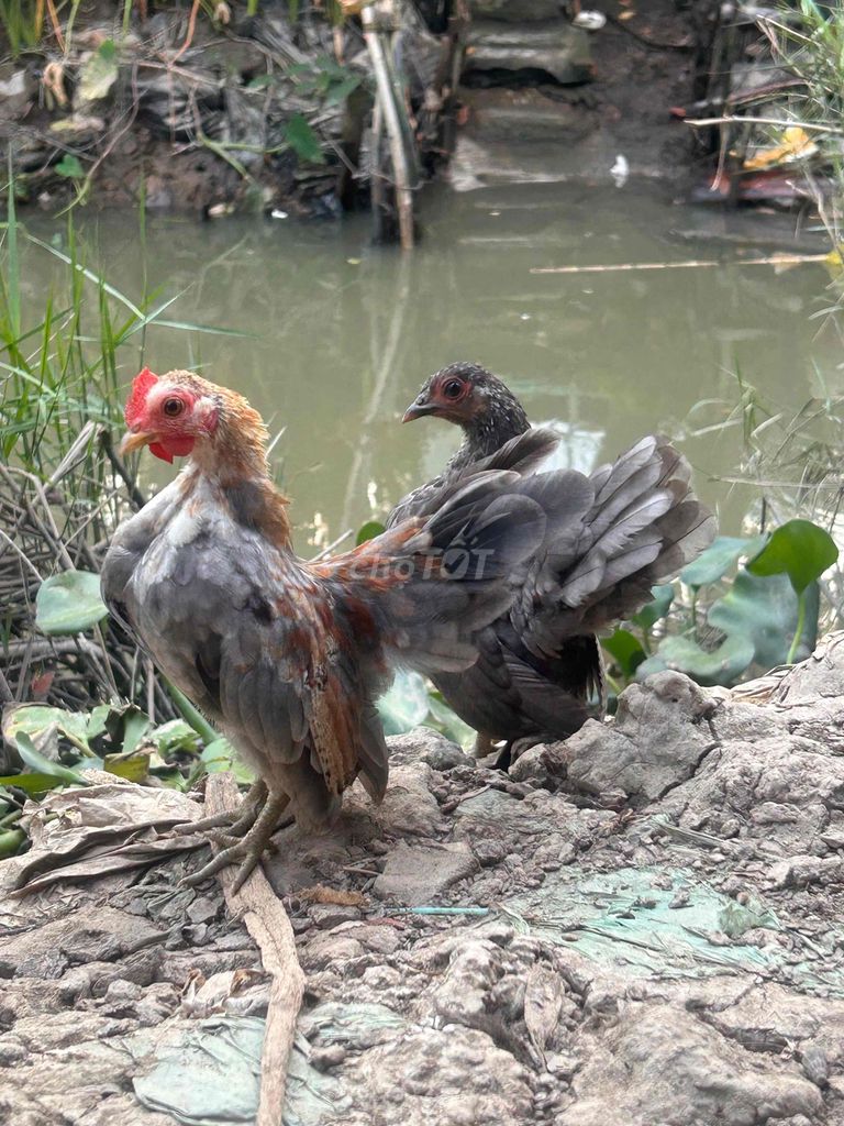 Gà Sherma. Mua bán Gà tại Quận Thốt Nốt Cần Thơ được đăng bởi Phan Van Khai hình 1