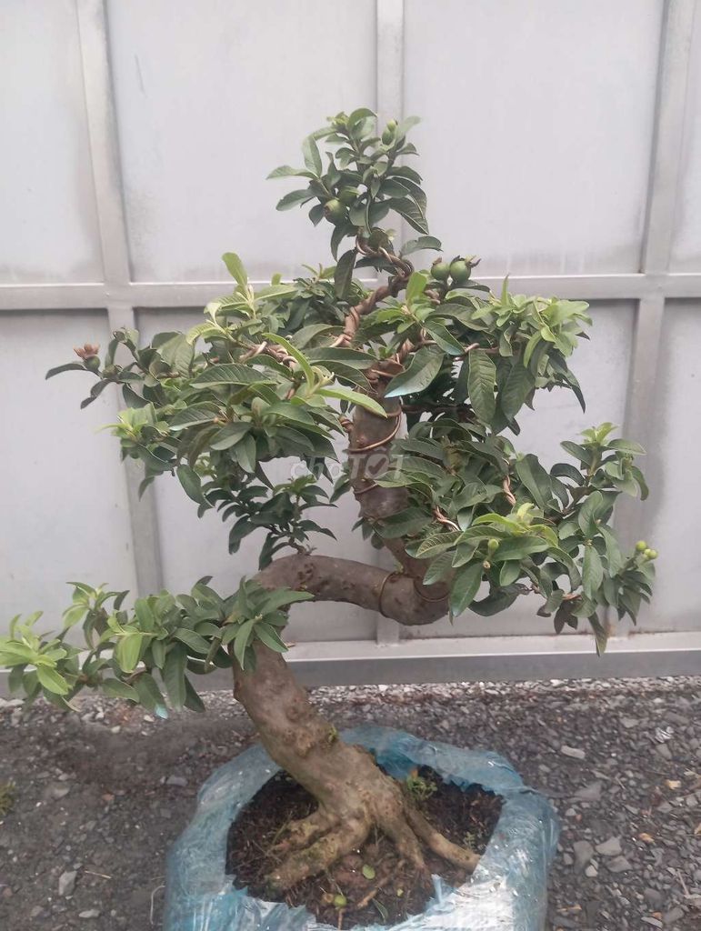 Cây ổi 50cm 15cm đang say trái. Mua bán Cây cảnh, đồ trang trí tại Huyện Củ Chi Tp Hồ Chí Minh được đăng bởi Cây kiểng giá rẻ LT1 hình 1