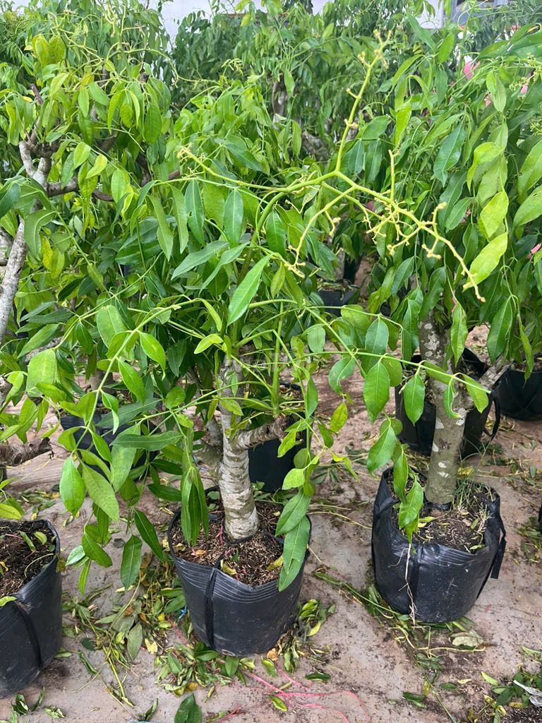 Cóc thái cỡ to. Mua bán Cây cảnh, đồ trang trí tại Huyện Gia Lâm Hà Nội được đăng bởi Nhà vườn tuấn muôn  hình 1
