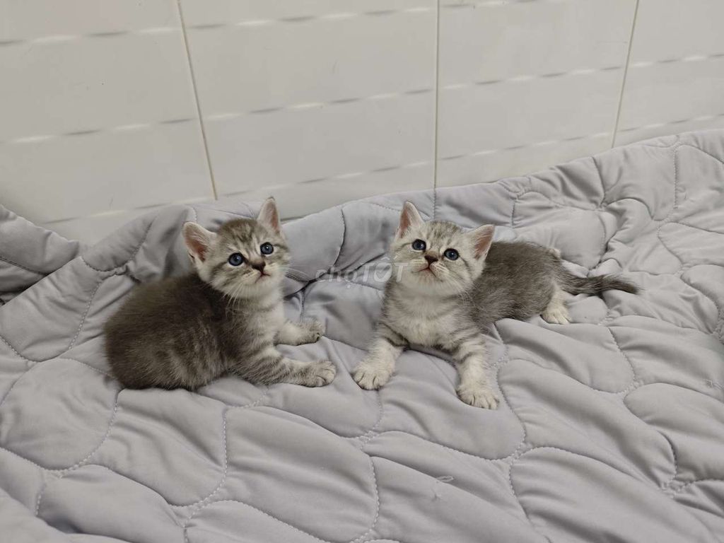 2 bé Blue tabby cuối bày