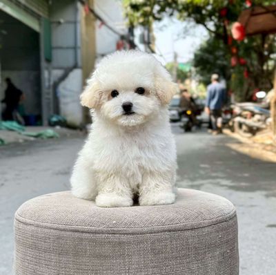 Chó Poodle Tiny 2 tháng đã tiêm
