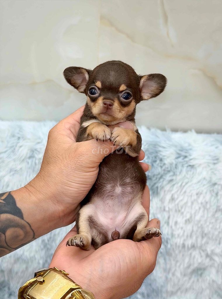 Chó Chihuahua choco tan. Mua bán Chó tại Quận Bình Tân Tp Hồ Chí Minh được đăng bởi Kyn hình 1