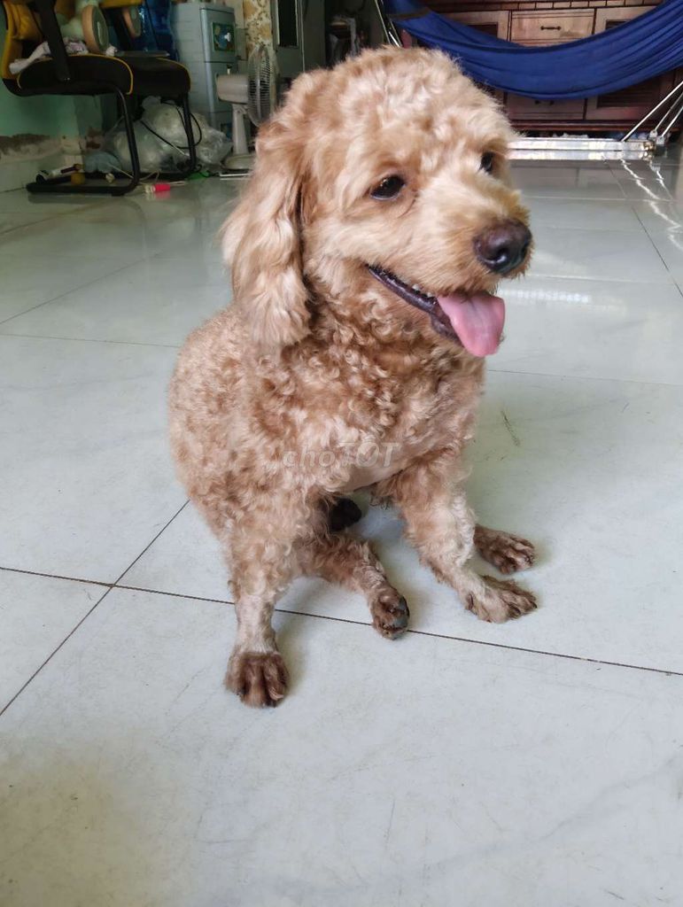 Chó Poodle toy đực hơn 1 tuổi. Mua bán Chó tại Huyện Bình Chánh Tp Hồ Chí Minh được đăng bởi Vạn Sự Tùy Duyên hình 1