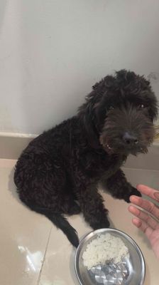 chủ nhà k cho nuôi nữa nên cần bán gấp ạ. Mua bán Chó tại Quận Ngũ Hành Sơn Đà Nẵng được đăng bởi Daniel Phạm