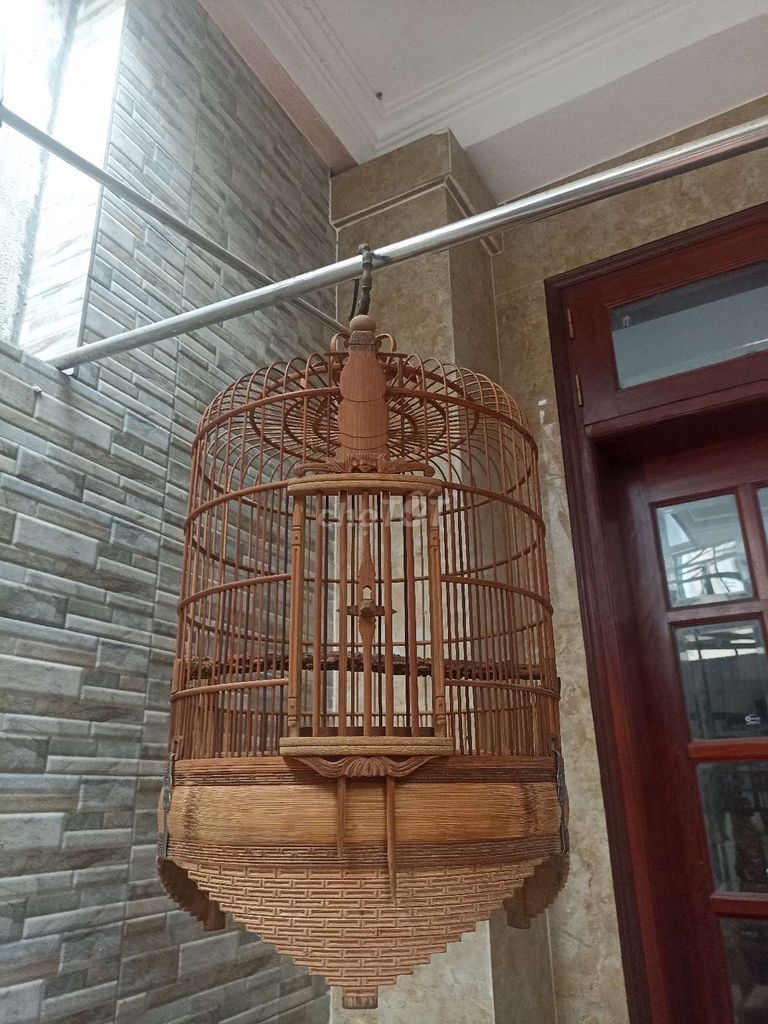 Hoạ mi trống