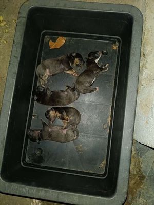 Chó cỏ mới sinh. Mua bán Chó tại Quận 6 Tp Hồ Chí Minh được đăng bởi bi châu