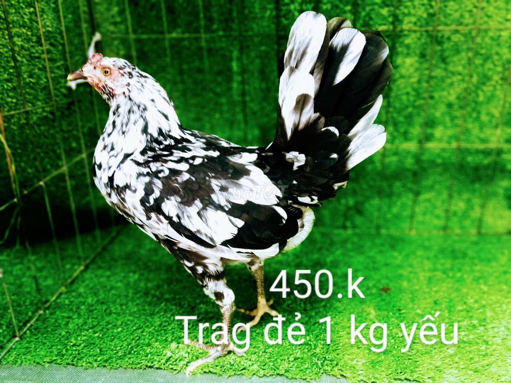 Trạng đẻ 1 kg yếu ae hợp lh