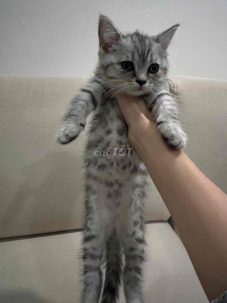 bé silver tabby cái 2 tháng. Mua bán Mèo tại Quận Bình Thạnh Tp Hồ Chí Minh được đăng bởi Cá cơm  hình 1