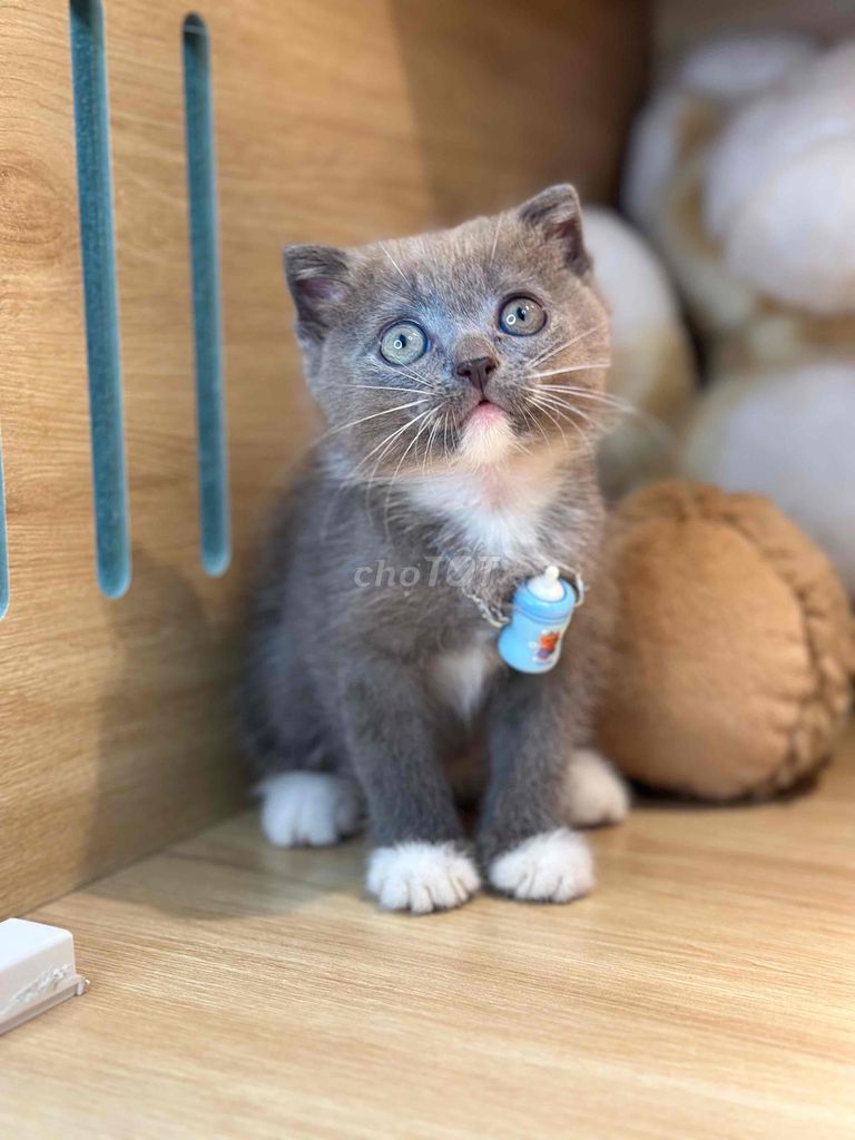Mèo Anh lông ngắn đực Bicolor. Mua bán Mèo tại Quận Ninh Kiều Cần Thơ được đăng bởi Bu pets hình 1