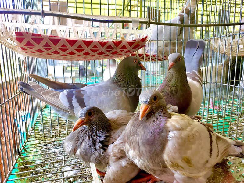 Bán chim bồ câu chim thịt, chim giống 130k một đôi. Mua bán Chim tại Thành phố Nam Định Nam Định được đăng bởi Bùi Văn Hài hình 1