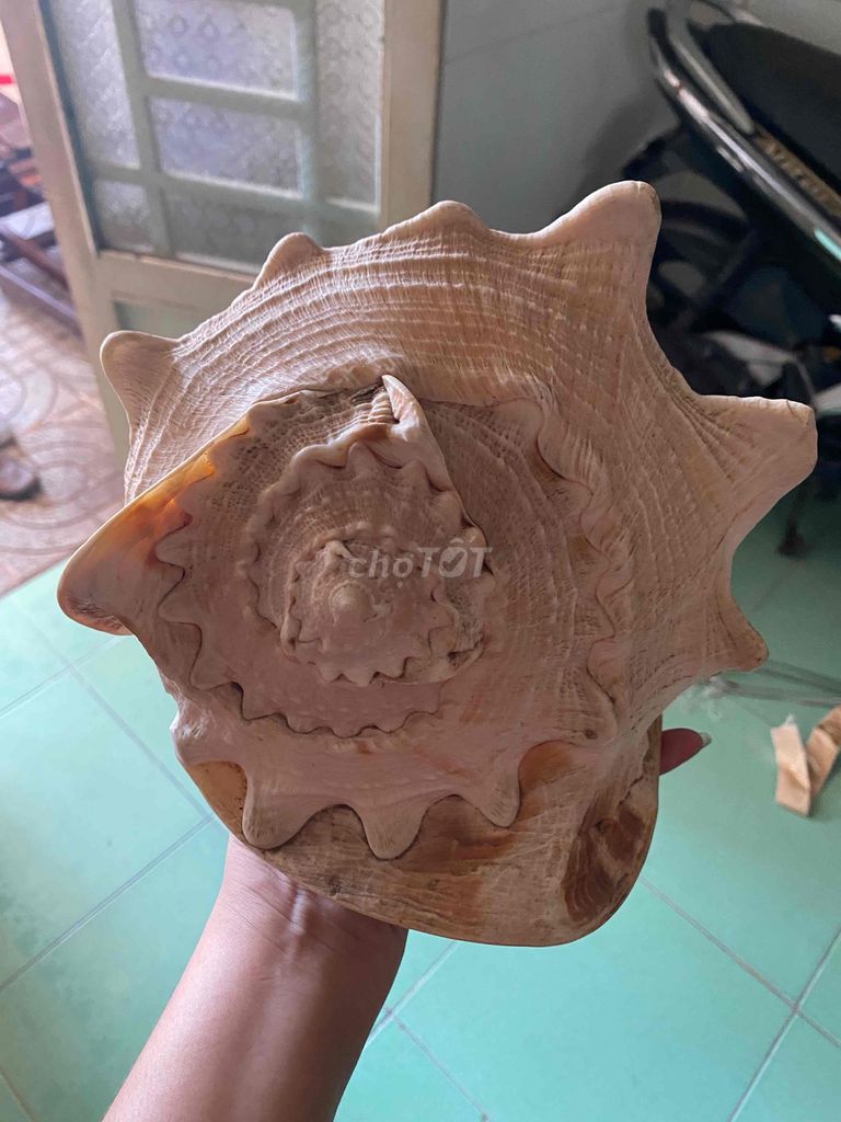 Vỏ ốc sưu tầm Kích thước Lớn